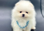 Safkan Pomeranian Boo Yavrularımız